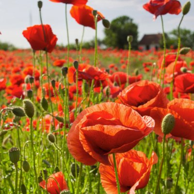 poppies