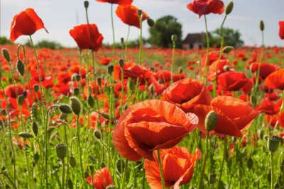 poppies